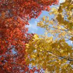 Autumn_Colour_of_Leaves_-_Iowa,_Midwestern_United_States_-_20_Oct._2011