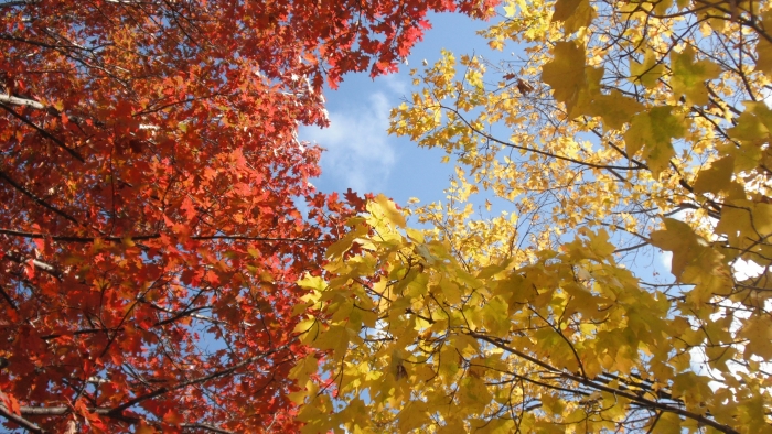 Autumn_Colour_of_Leaves_-_Iowa,_Midwestern_United_States_-_20_Oct._2011